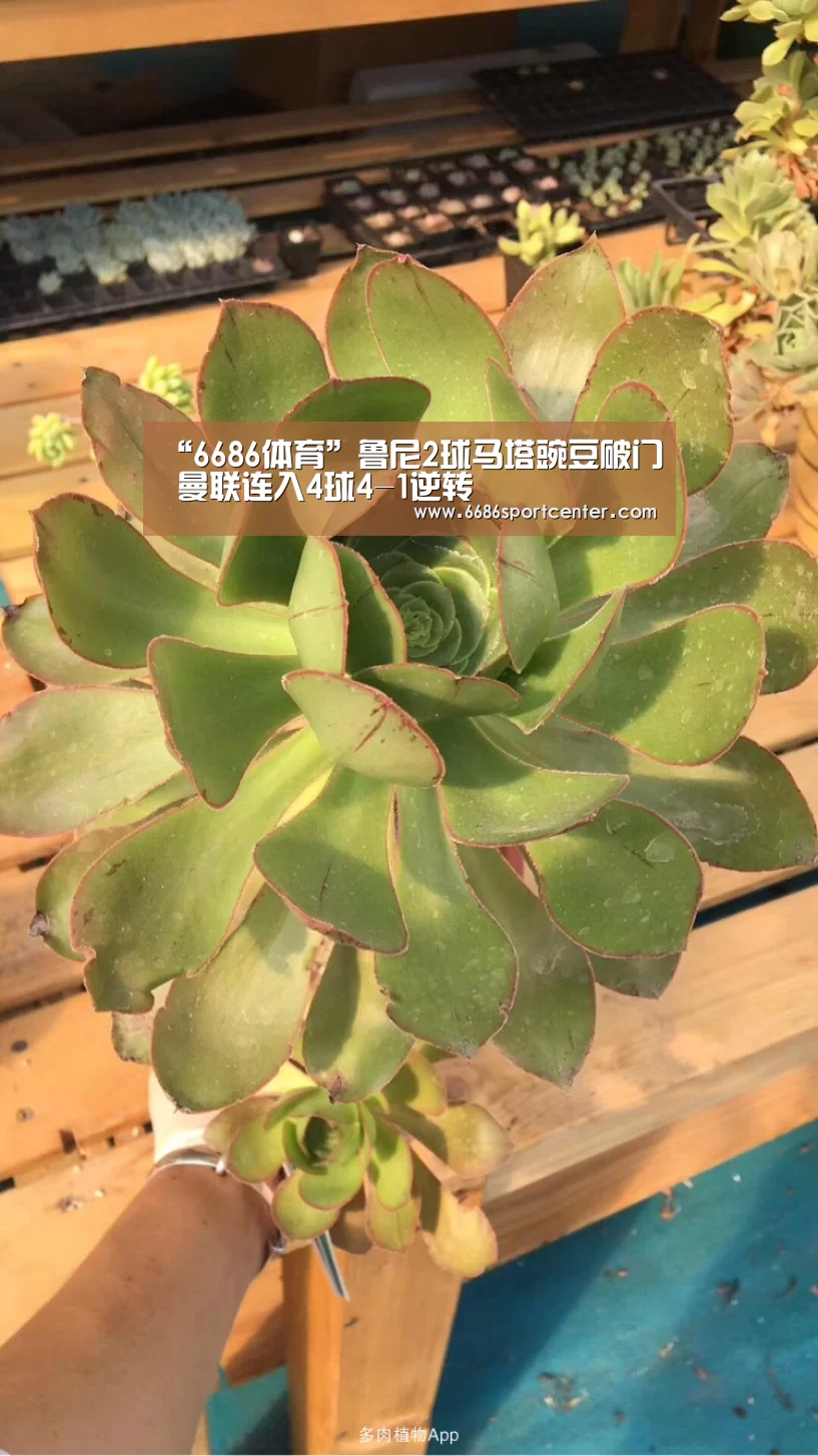“6686体育”鲁尼2球马塔豌豆破门 曼联连入4球4-1逆转(图2) 6686聚合